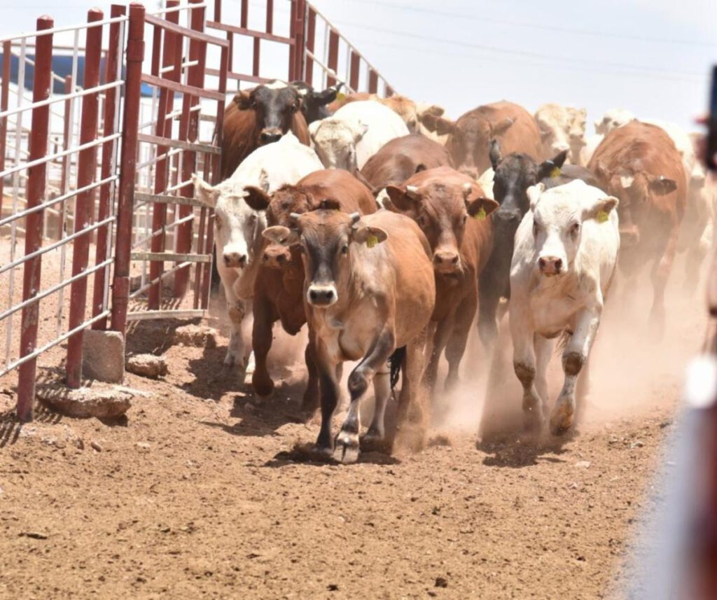 unnamed - 2025-07-28T194610.180