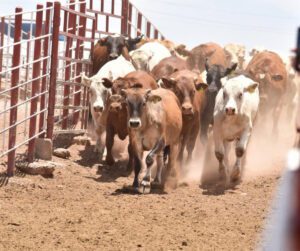 unnamed - 2025-07-28T194610.180